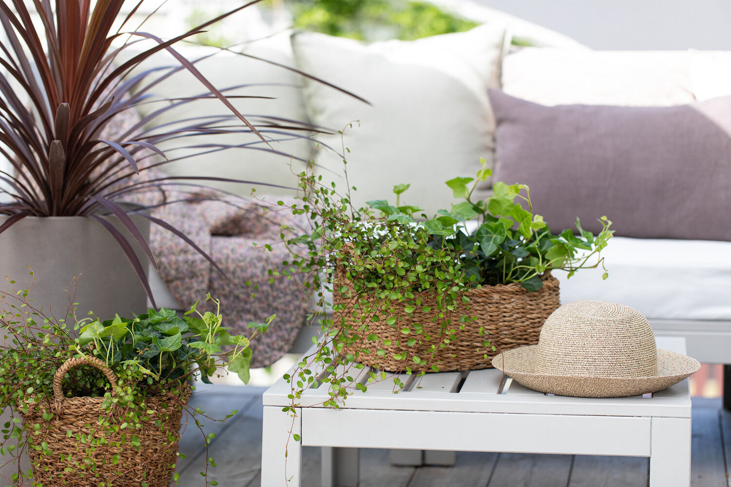 eføy og sommergrønne planter