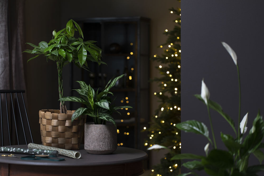 Schefflera og Calathea Schefflera og Calathea