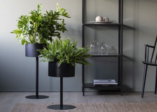 Philodendron selloum og bregne Philodendron selloum og bregne