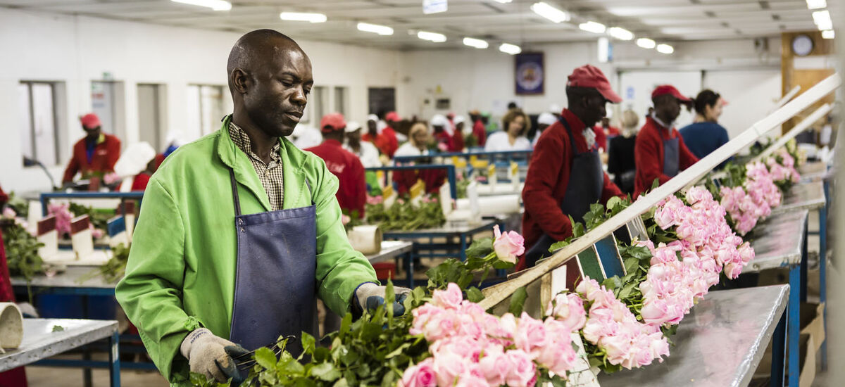 Fairtrade roseplantasje