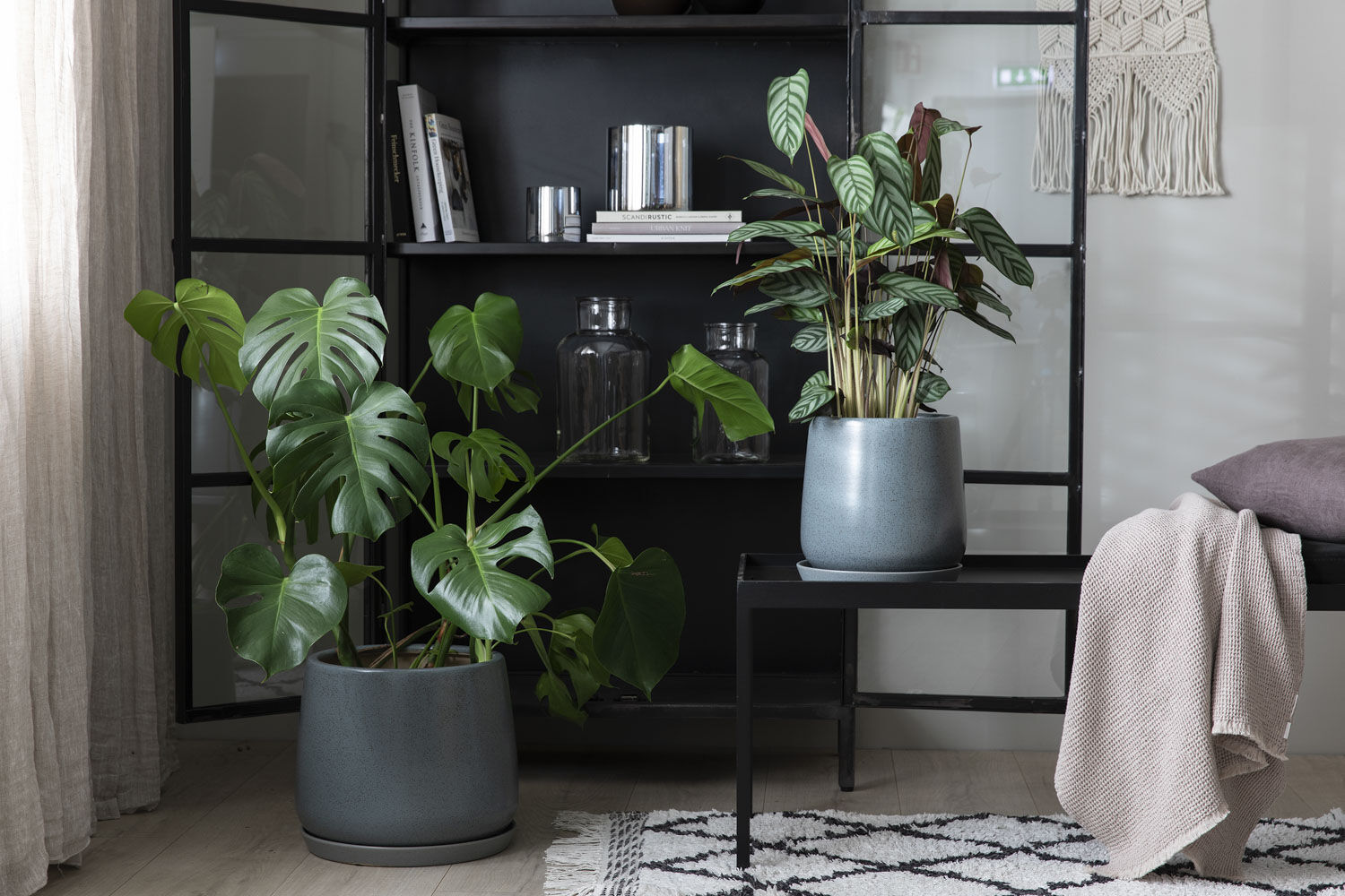 Monstera Monstera