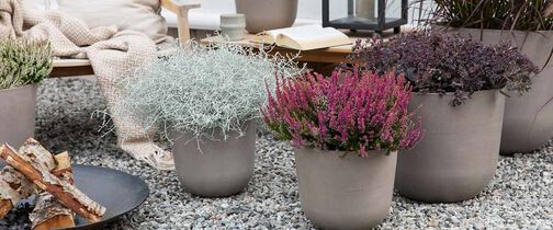 høstblomster ute i miljø