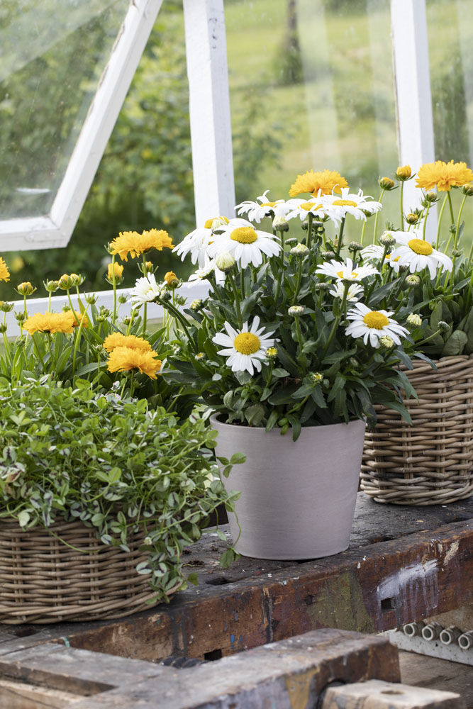 Stauder, prestekrage og coreopsis.