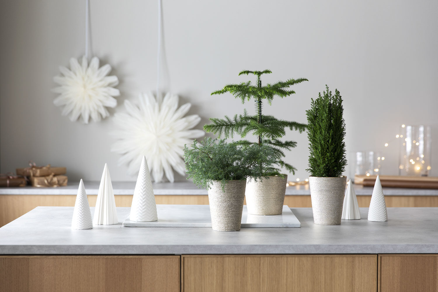 vintergrønne planter vintergrønne planter