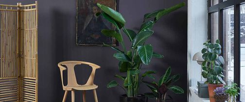 Strelitzia Nicolai