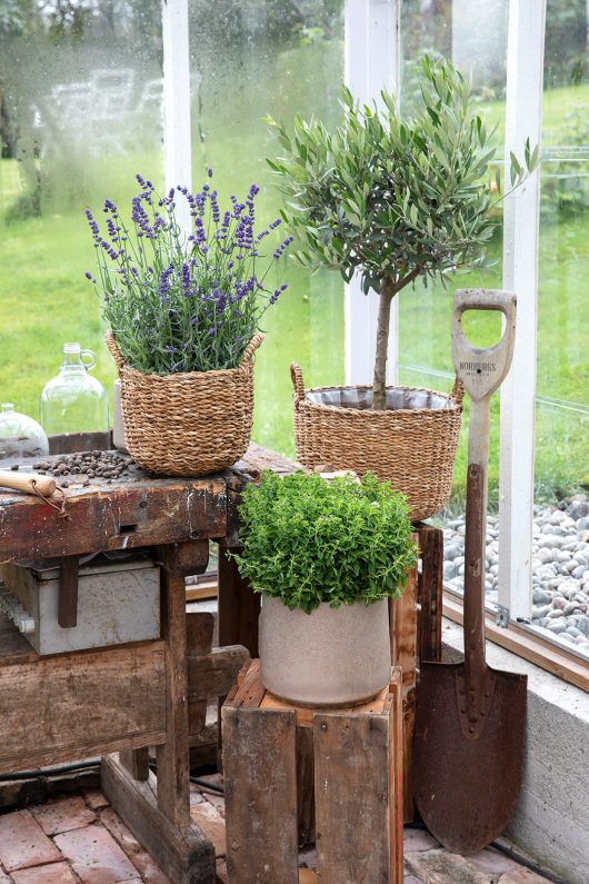 Planter fra middelhavet Planter fra middelhavet