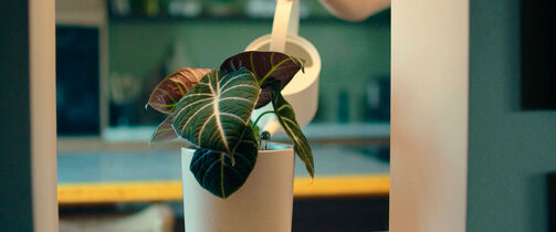 Grønne planter i stue
