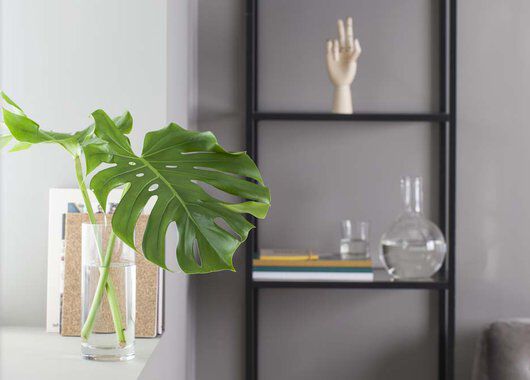 grønne planter monstera blad i vase grønne planter monstera blad i vase