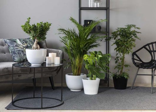 opptil 50% på masse fine grønne planter i januar opptil 50% på masse fine grønne planter i januar