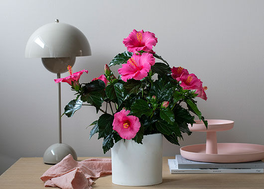 Hawaiirose Hawaiirose