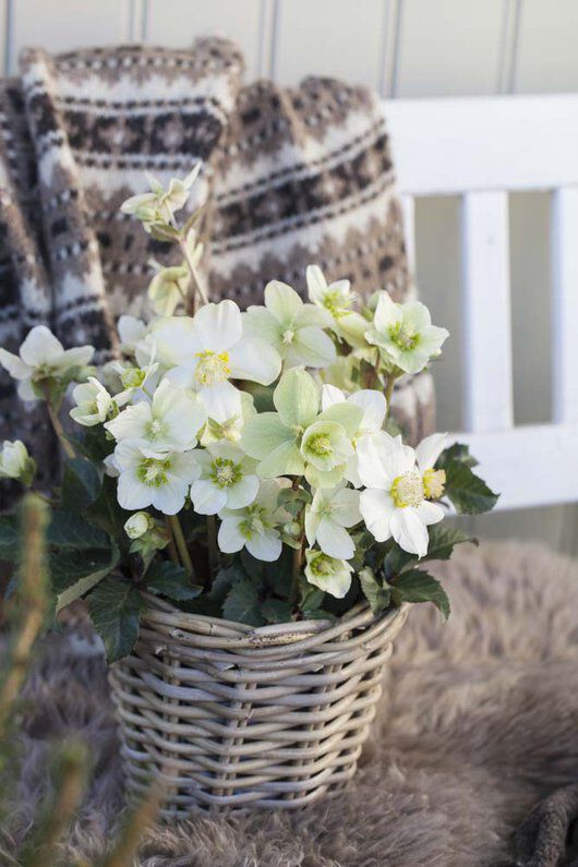 Helleborus julerose Helleborus julerose