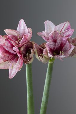 amaryllis revelation amaryllis revelation