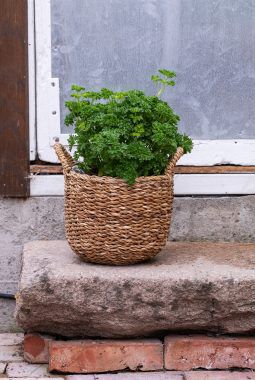 Kruspersille i kurvpotte Kruspersille i kurvpotte