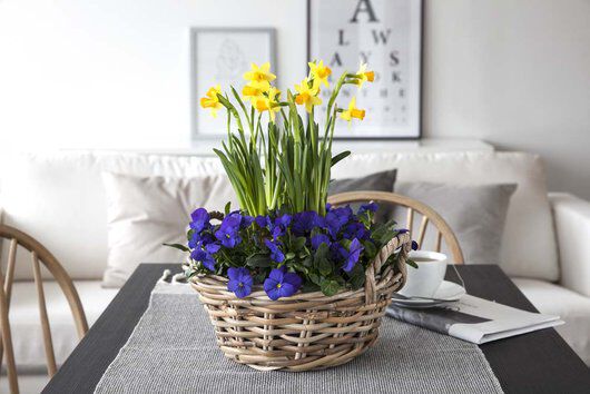 kombinasjonen av narciss og viola kombinasjonen av narciss og viola