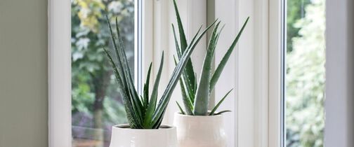 Aloe Vera