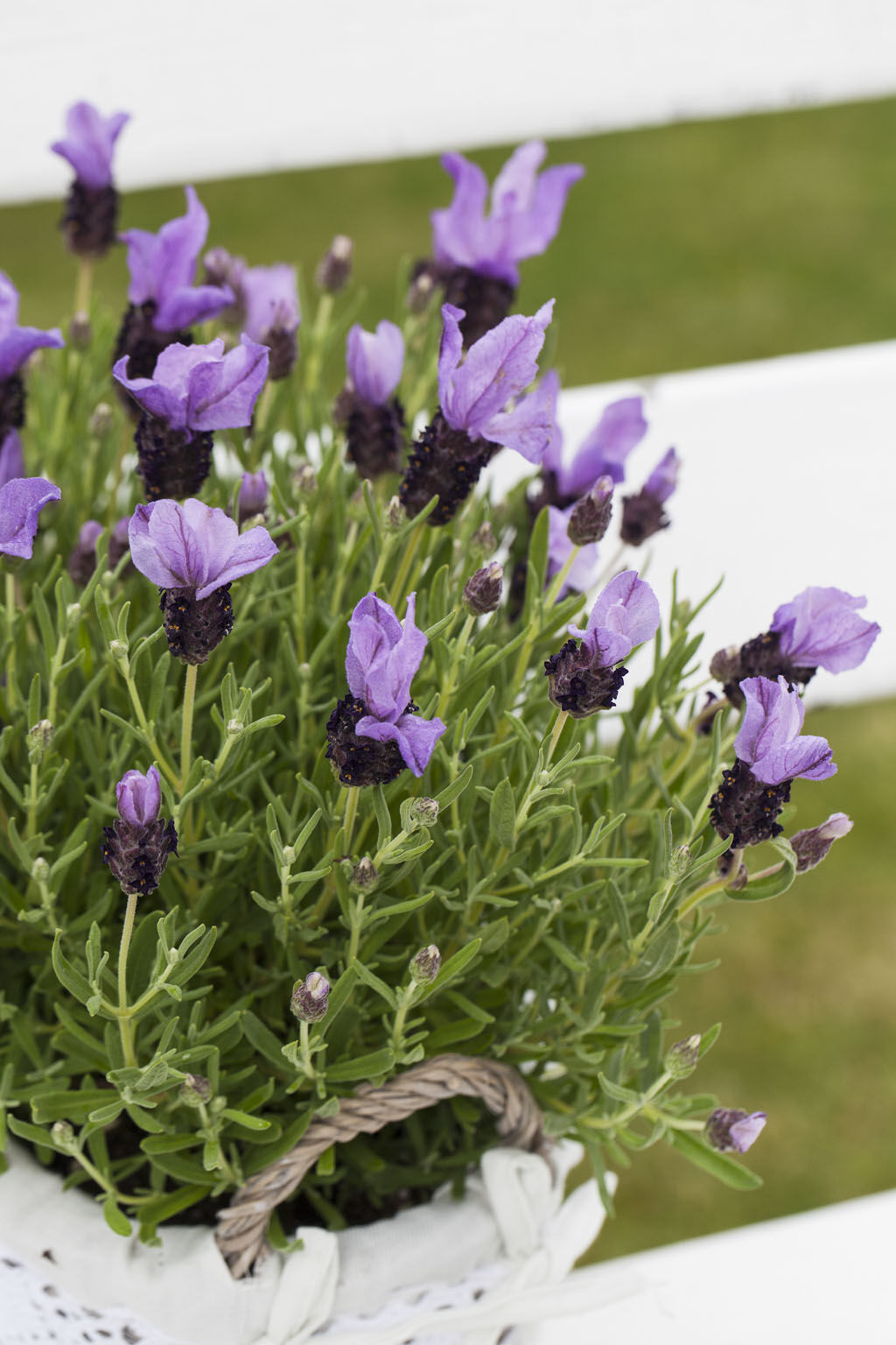 Lavendel 'Butterfly' Lavendel 'Butterfly'