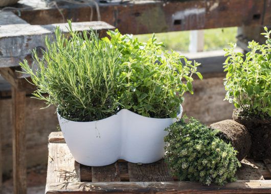 3 pk med krydderurter. Rosmarin, oregano og mynte 3 pk med krydderurter. Rosmarin, oregano og mynte