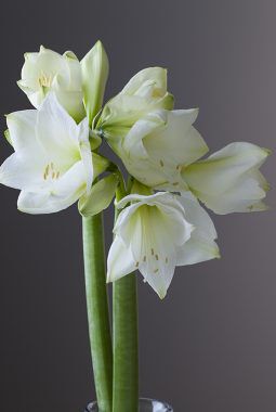 amaryllis challenger amaryllis challenger