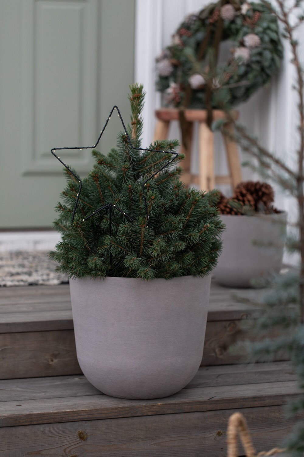 Vintergrønne planter