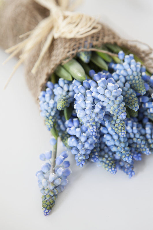 muscari er søte i små vaser muscari er søte i små vaser
