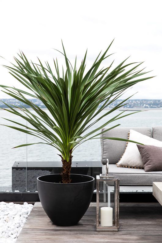 Dracaena Indivisa
