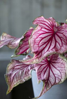 caladium finnes i mange flotte varianter caladium finnes i mange flotte varianter