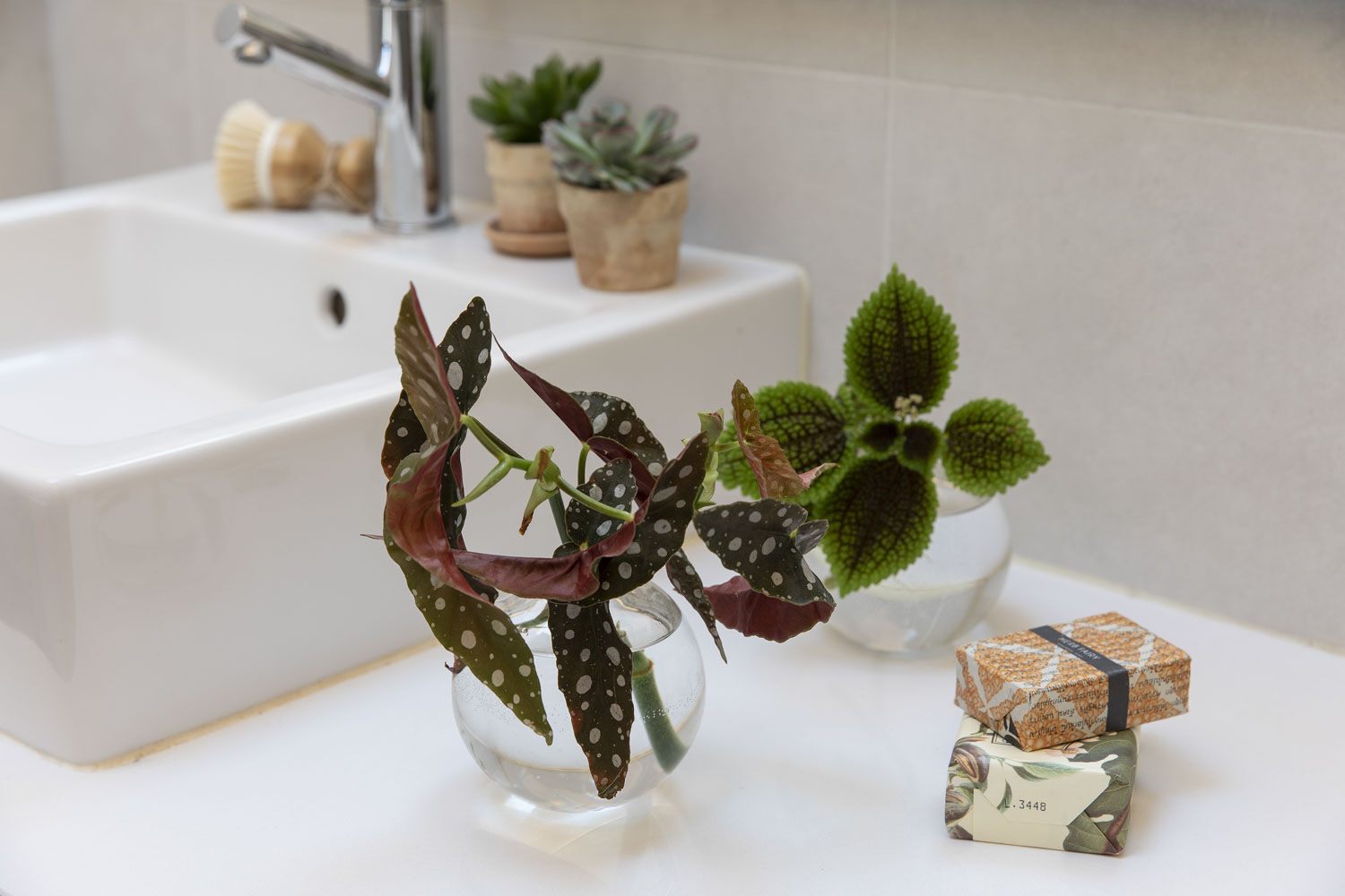 Grønne planter på badet stiklinger
