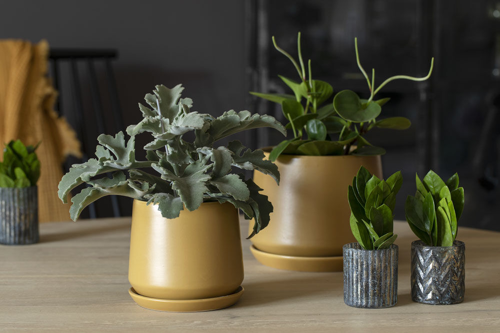 Stilig med grønnplanter i de nye Eternity pottene. Stilig med grønnplanter i de nye Eternity pottene.