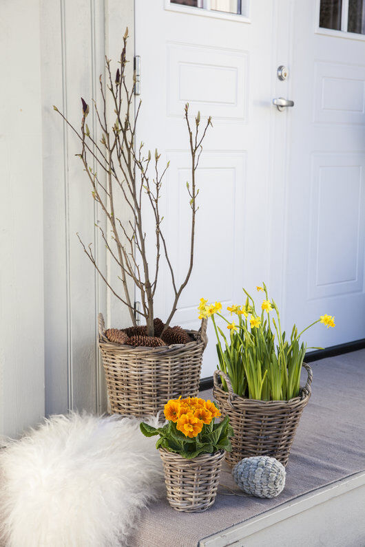 inngangsparti med magnolia, narciss og primula inngangsparti med magnolia, narciss og primula