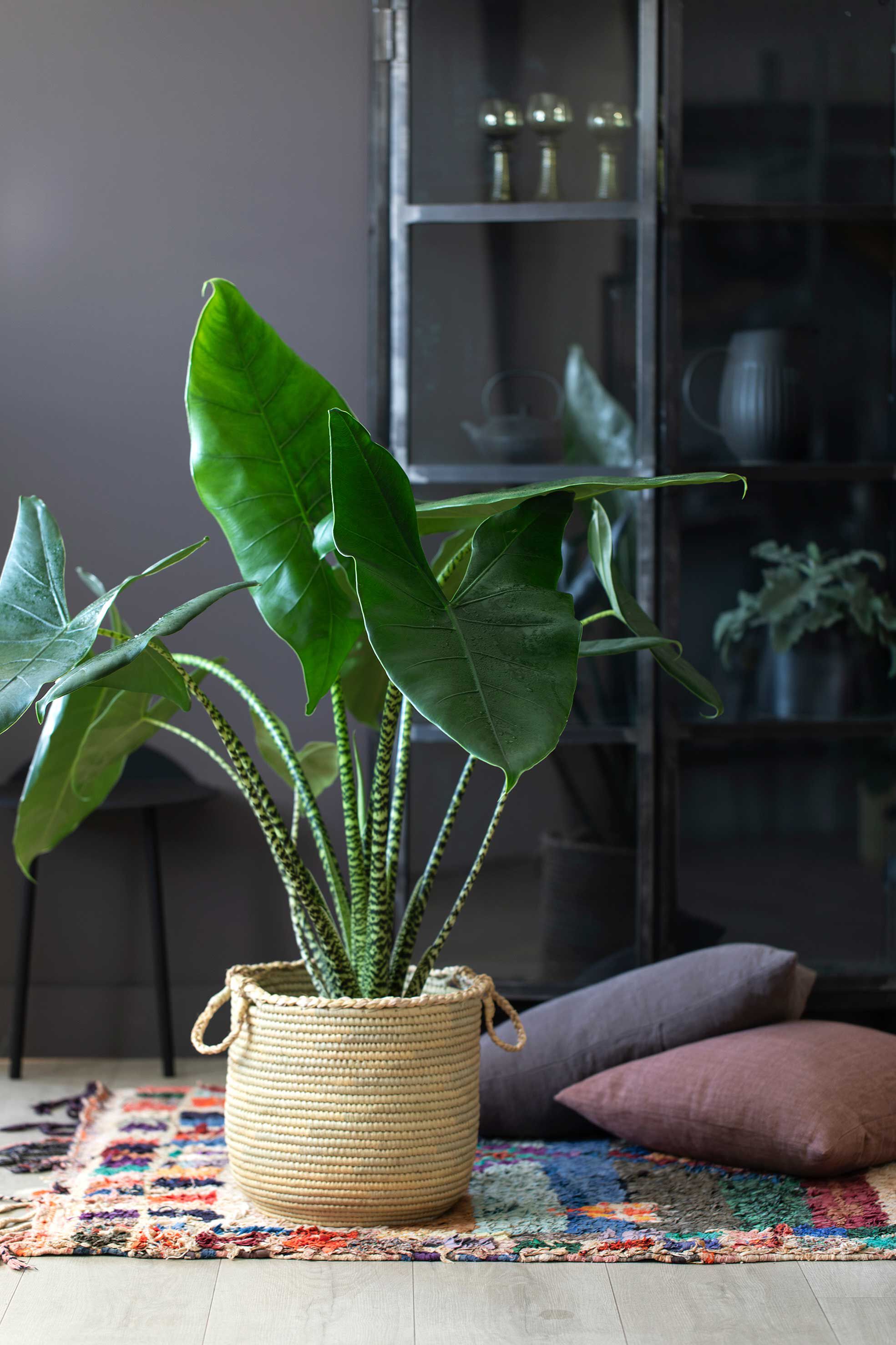 Alocasia i Lewut-kurv Alocasia i Lewut-kurv