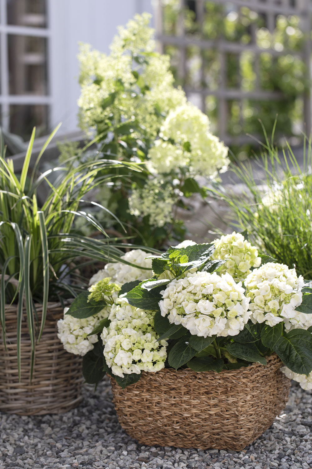 Hvit hortensia Hvit hortensia