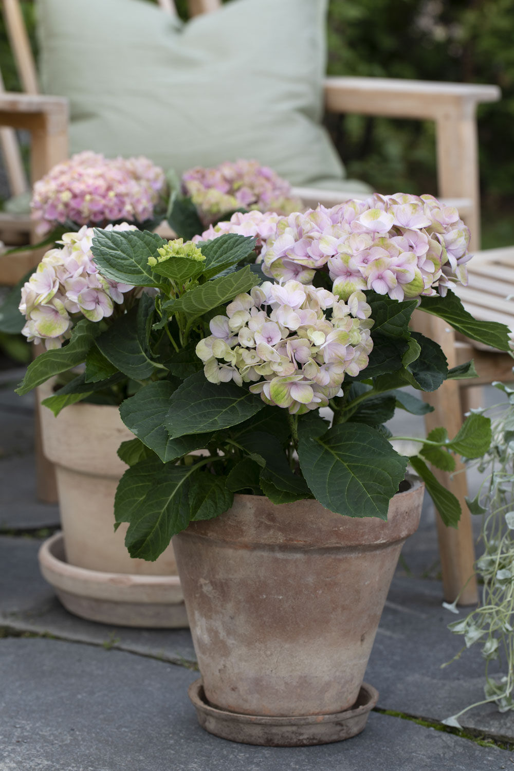 Hortensia i terracotta potte