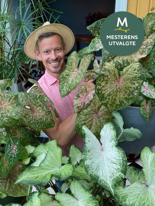 Caladium Caladium