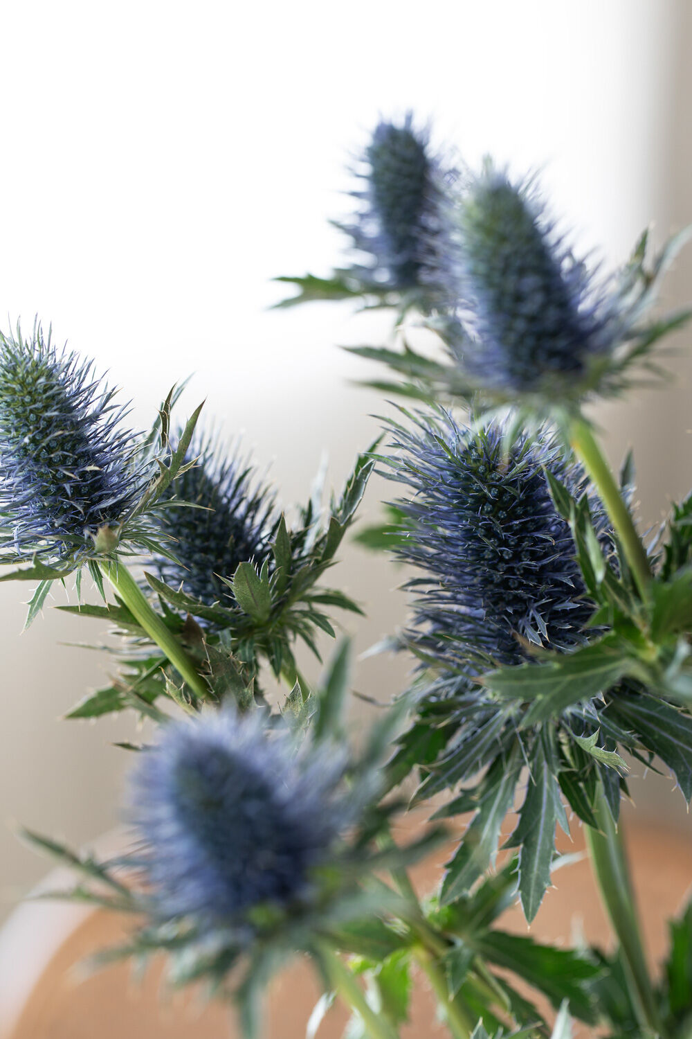 Eryngium