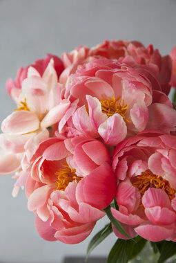 coral charm peoner coral charm peoner