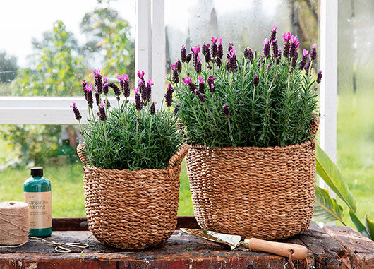 Lavendel Lavendel