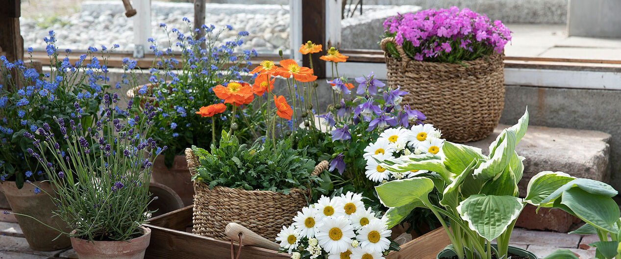 Stell av stauder, prestekrage og coreopsis