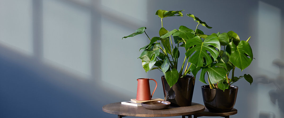 grønne planter grønne planter
