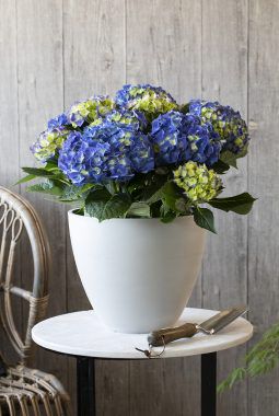 blå hortensia i potte blå hortensia i potte