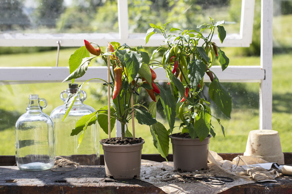 spiselig chili i potte spiselig chili i potte