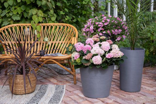 Fin rottingbenk med dcordyline i kurv, hortensia og terrassepalme i ecopot. Fin rottingbenk med dcordyline i kurv, hortensia og terrassepalme i ecopot.