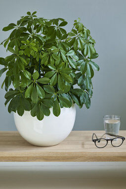 grønne planter schefflera i miljø grønne planter schefflera i miljø