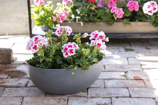 det finnes mange spennende varianter av pelargonia det finnes mange spennende varianter av pelargonia