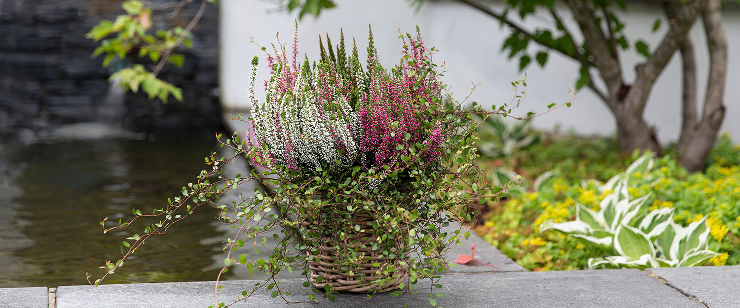 Blomster Blomster