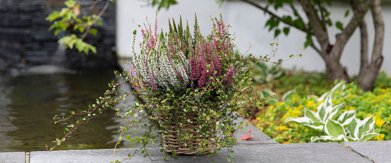 Blomster