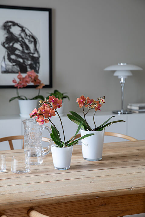 Phalaenopsis orkide