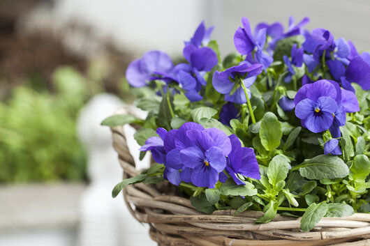 viola finnes i mange nydelige blå-lilla nyanser viola finnes i mange nydelige blå-lilla nyanser