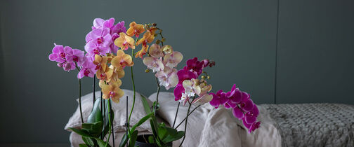 Bestill orkid&eacute;er p&aring; nett 