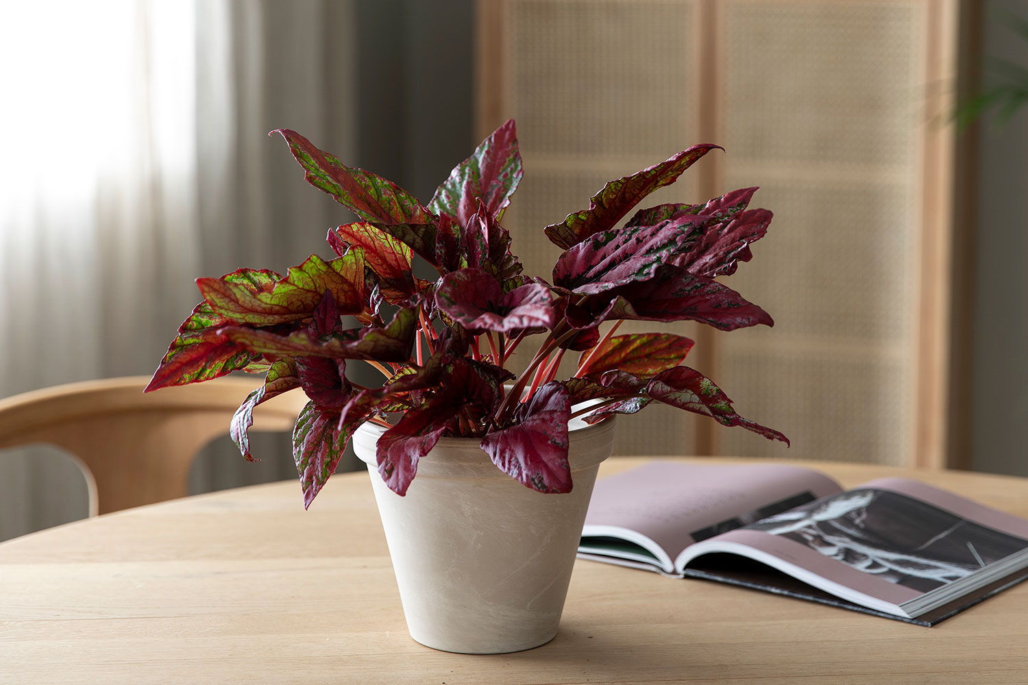 Begonia Rex 'Maui Sunset'