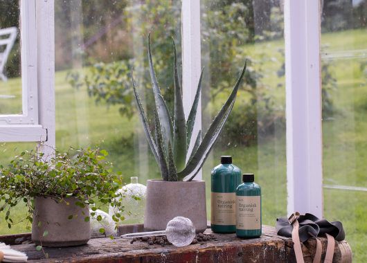 Aloe Vera er en sukkkulent Aloe Vera er en sukkkulent